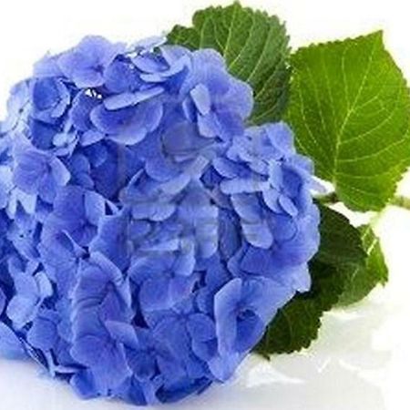 أركونغ Villa Les Hortensias B&B المظهر الخارجي الصورة