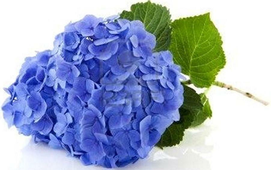 أركونغ Villa Les Hortensias B&B المظهر الخارجي الصورة