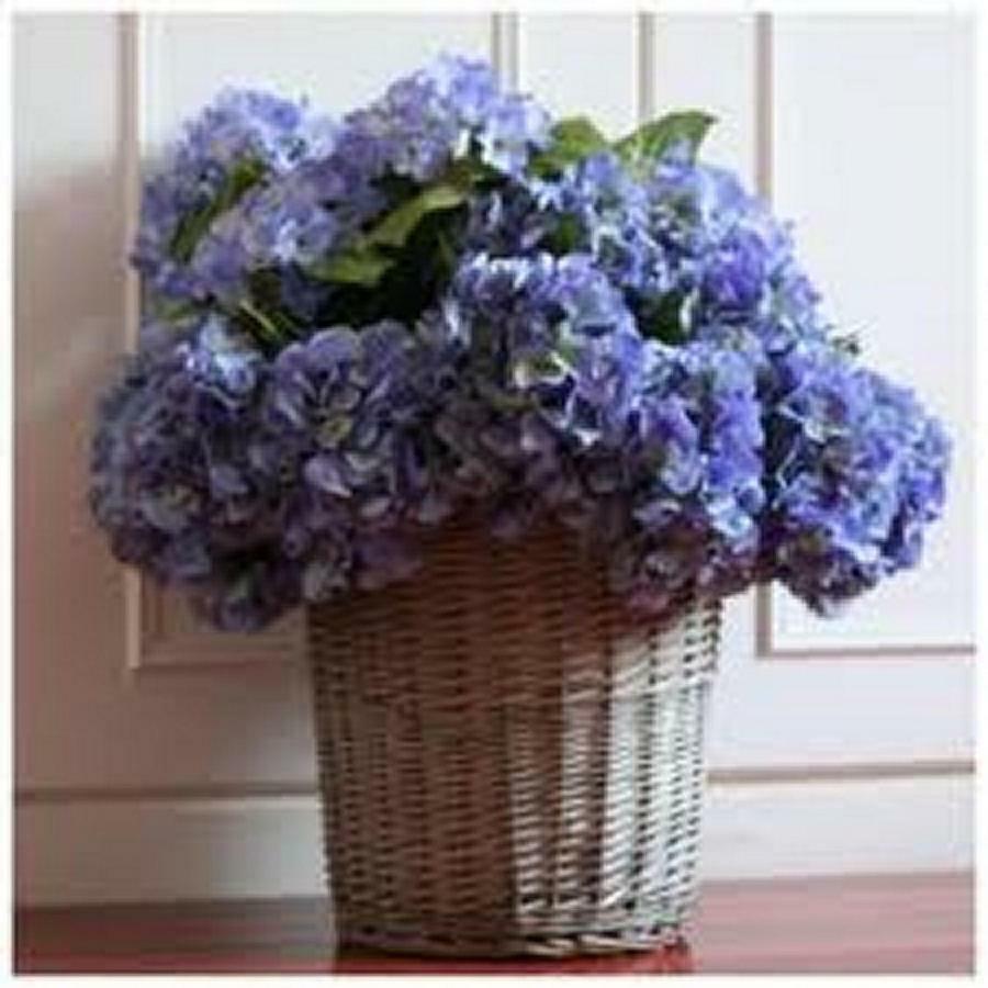 أركونغ Villa Les Hortensias B&B المظهر الخارجي الصورة