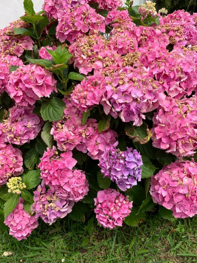 أركونغ Villa Les Hortensias B&B المظهر الخارجي الصورة